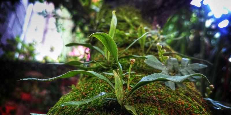 企业网络升级必读：基于开源工具与564B技术的IPv6过渡实施方案