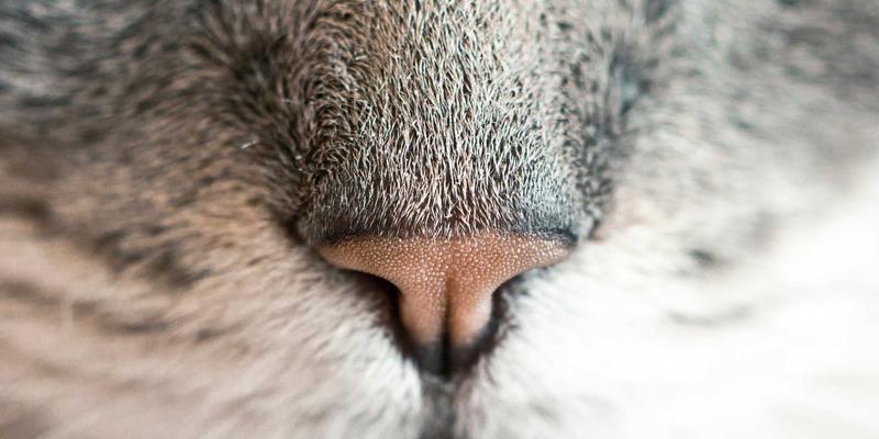 编程开发视角下的零信任网络架构：利用开源工具实现企业远程办公安全落地