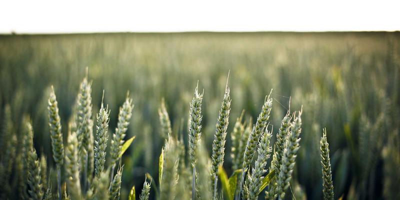 网络技术59：开源工具如何重塑现代编程开发实践